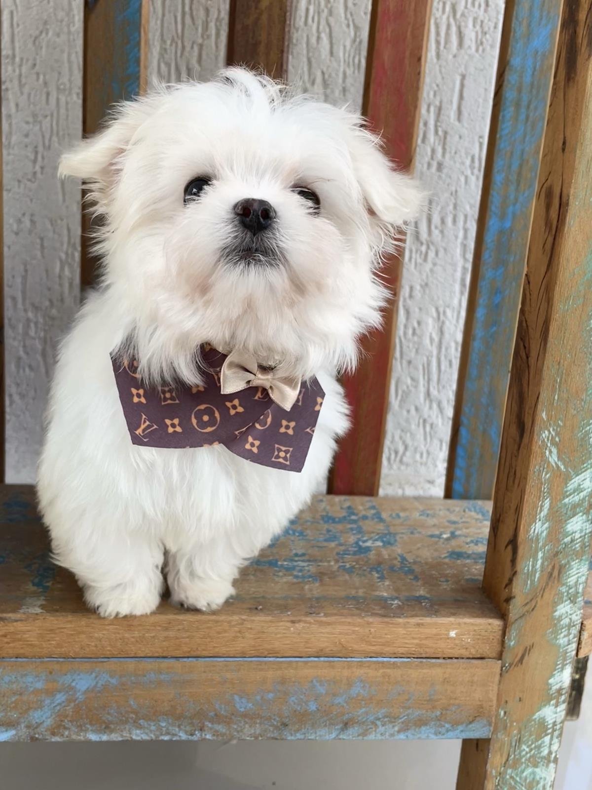 canil criador de maltes filhotes de maltes malteses em sp filhoteinhos de maltes raca de caes maltes16 Canil Maltes   Criador de Maltes em SP | Filhotes de Maltes