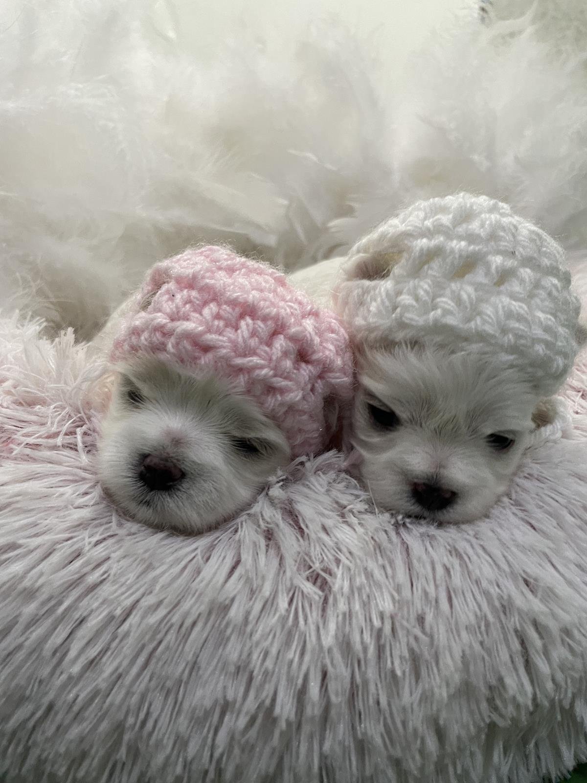 canil criador de maltes filhotes de maltes malteses em sp filhoteinhos de maltes raca de caes maltes17 Canil Maltes   Criador de Maltes em SP | Filhotes de Maltes