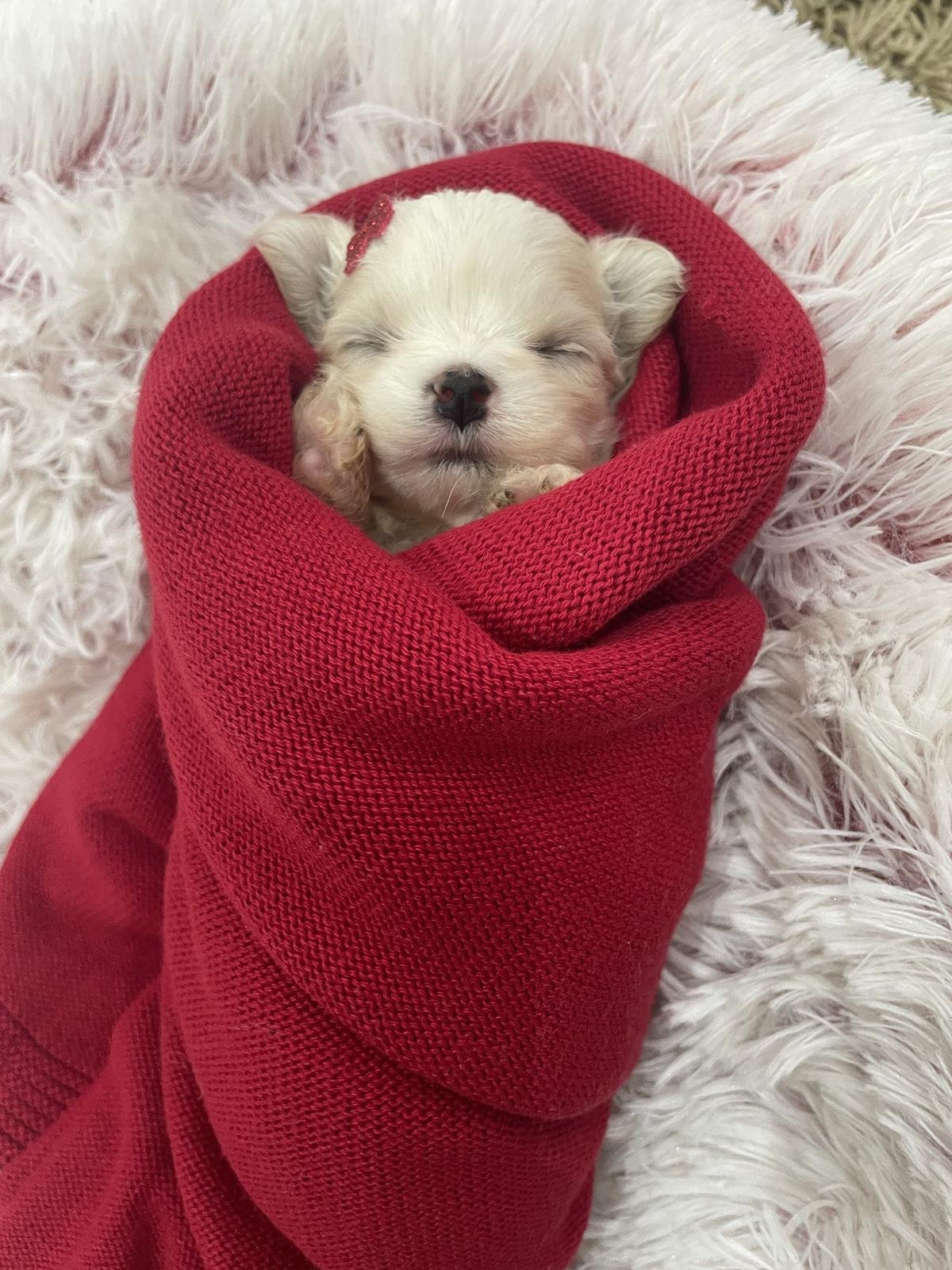 canil criador de maltes filhotes de maltes malteses em sp filhoteinhos de maltes raca de caes maltes18 Canil Maltes   Criador de Maltes em SP | Filhotes de Maltes