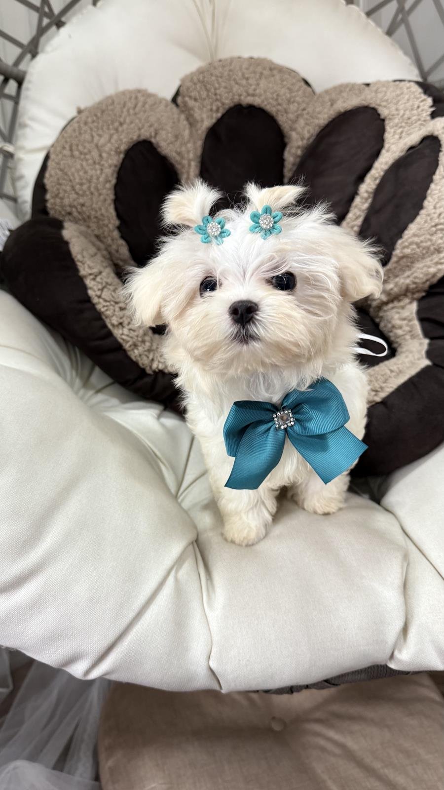 canil criador de maltes filhotes de maltes malteses em sp filhoteinhos de maltes raca de caes maltes19 Canil Maltes   Criador de Maltes em SP | Filhotes de Maltes