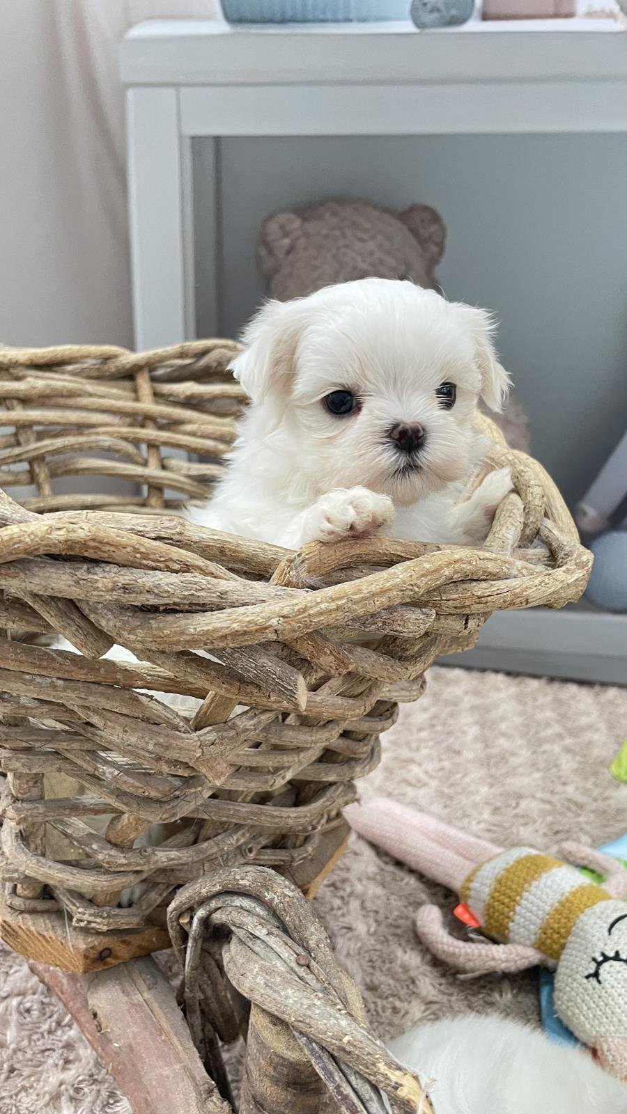 canil criador de maltes filhotes de maltes malteses em sp filhoteinhos de maltes raca de caes maltes2 Canil Maltes   Criador de Maltes em SP | Filhotes de Maltes