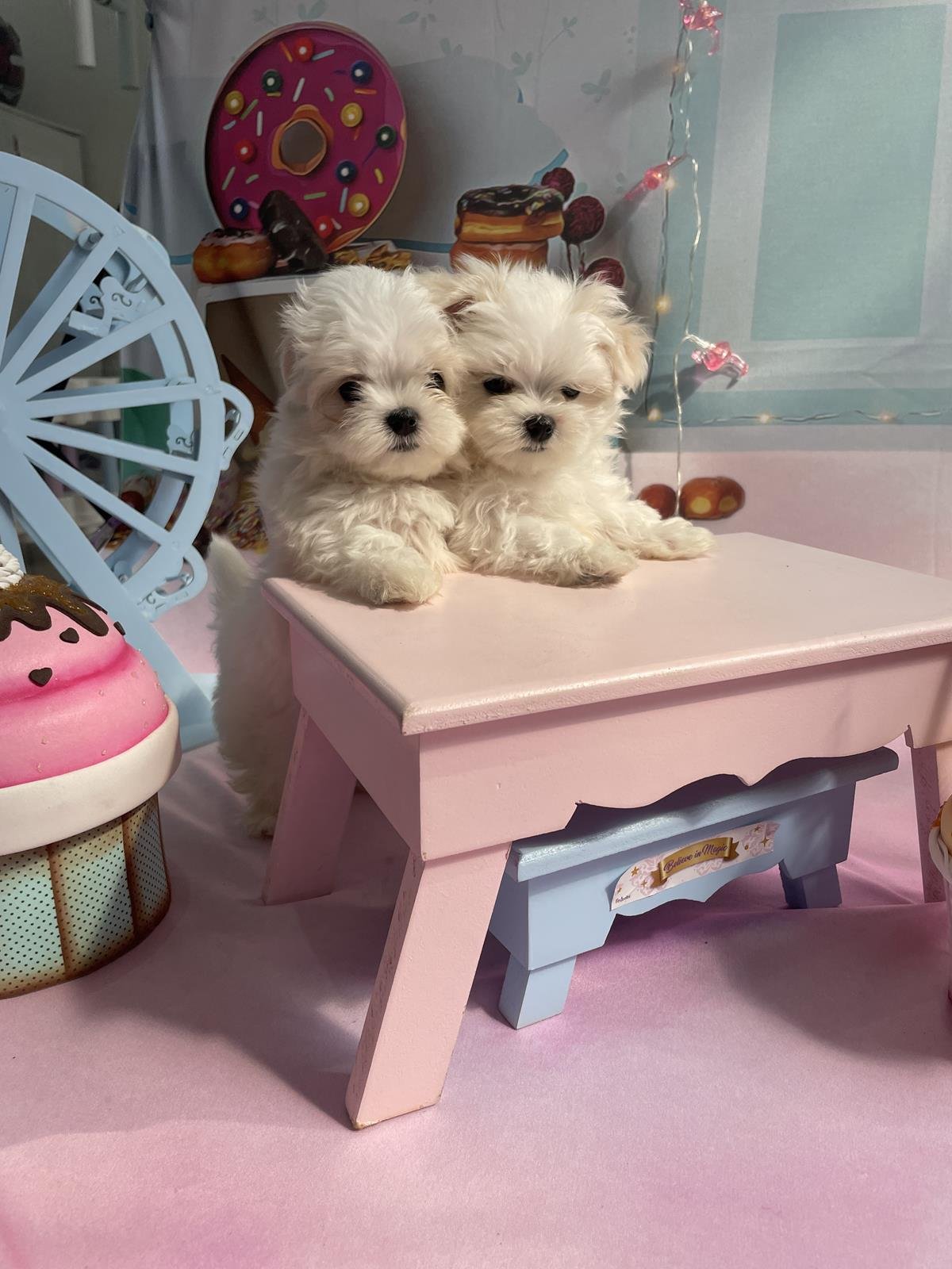 canil criador de maltes filhotes de maltes malteses em sp filhoteinhos de maltes raca de caes maltes20 Canil Maltes   Criador de Maltes em SP | Filhotes de Maltes