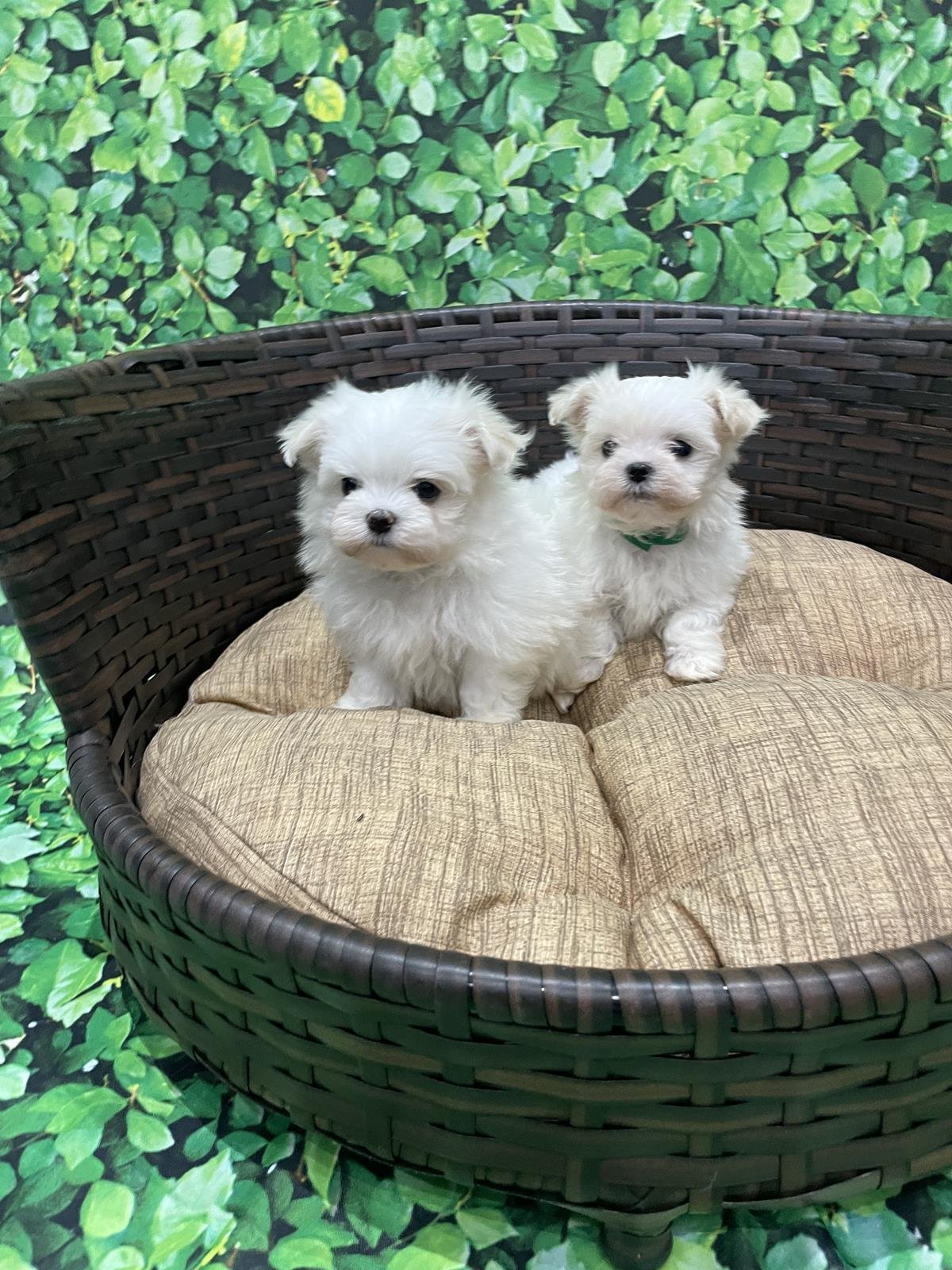 canil criador de maltes filhotes de maltes malteses em sp filhoteinhos de maltes raca de caes maltes21 Canil Maltes   Criador de Maltes em SP | Filhotes de Maltes