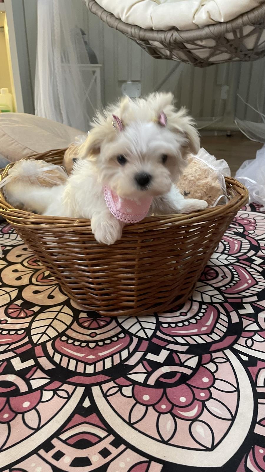 canil criador de maltes filhotes de maltes malteses em sp filhoteinhos de maltes raca de caes maltes5 Canil Maltes   Criador de Maltes em SP | Filhotes de Maltes