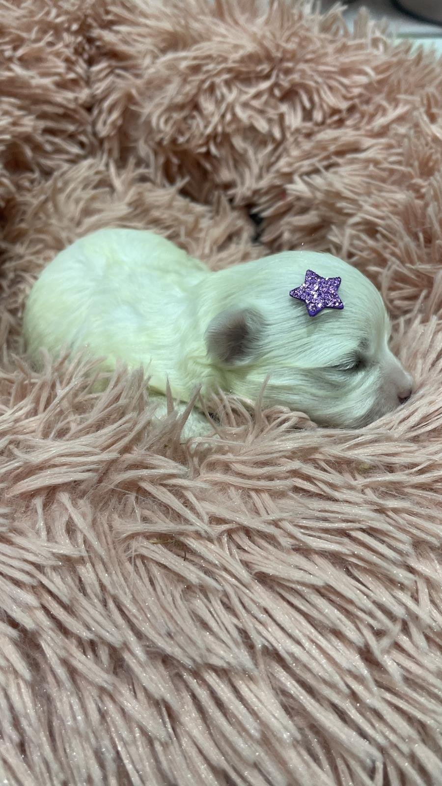 canil criador de maltes filhotes de maltes malteses em sp filhoteinhos de maltes raca de caes maltes7 Canil Maltes   Criador de Maltes em SP | Filhotes de Maltes