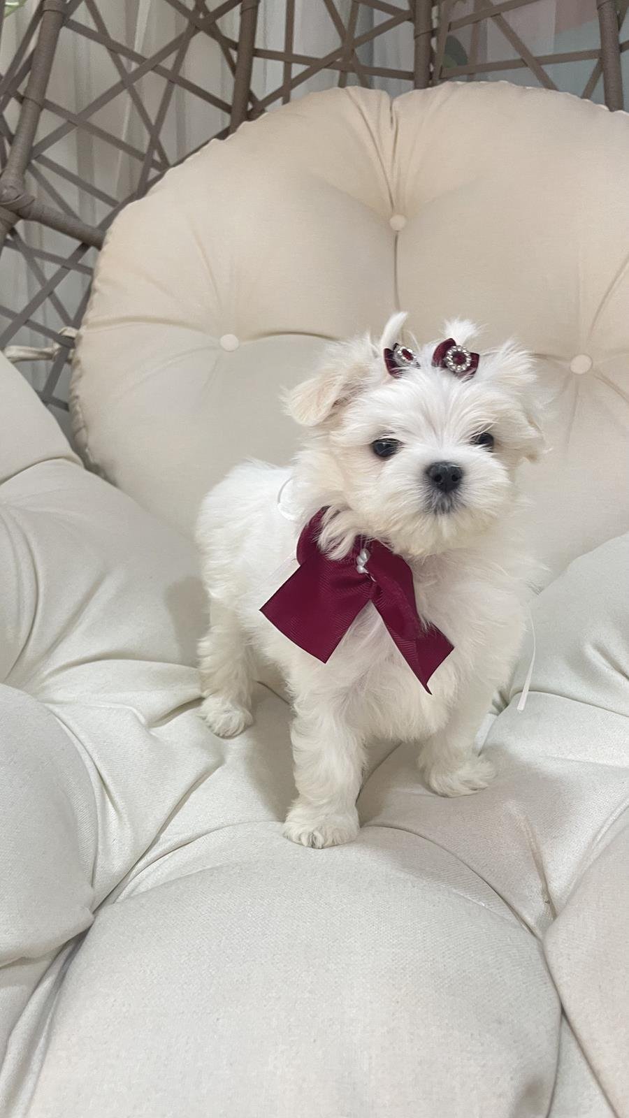 canil criador de maltes filhotes de maltes malteses em sp filhoteinhos de maltes raca de caes maltes8 Canil Maltes   Criador de Maltes em SP | Filhotes de Maltes