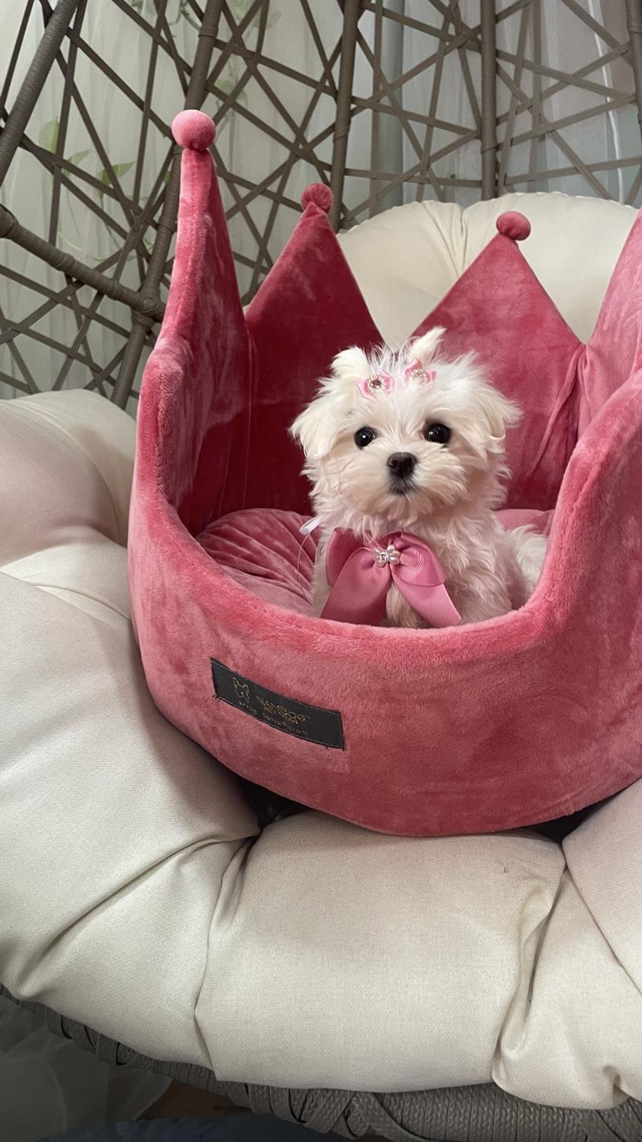 canil criador de maltes filhotes de maltes malteses em sp filhoteinhos de maltes raca de caes maltes9 Canil Maltes   Criador de Maltes em SP | Filhotes de Maltes