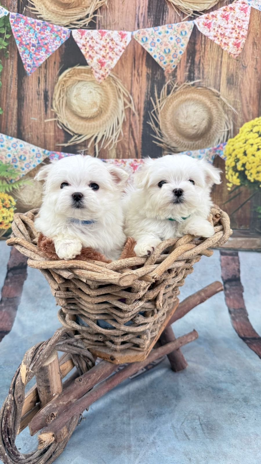 %name Canil Maltes   Criador de Maltes em SP | Filhotes de Maltes