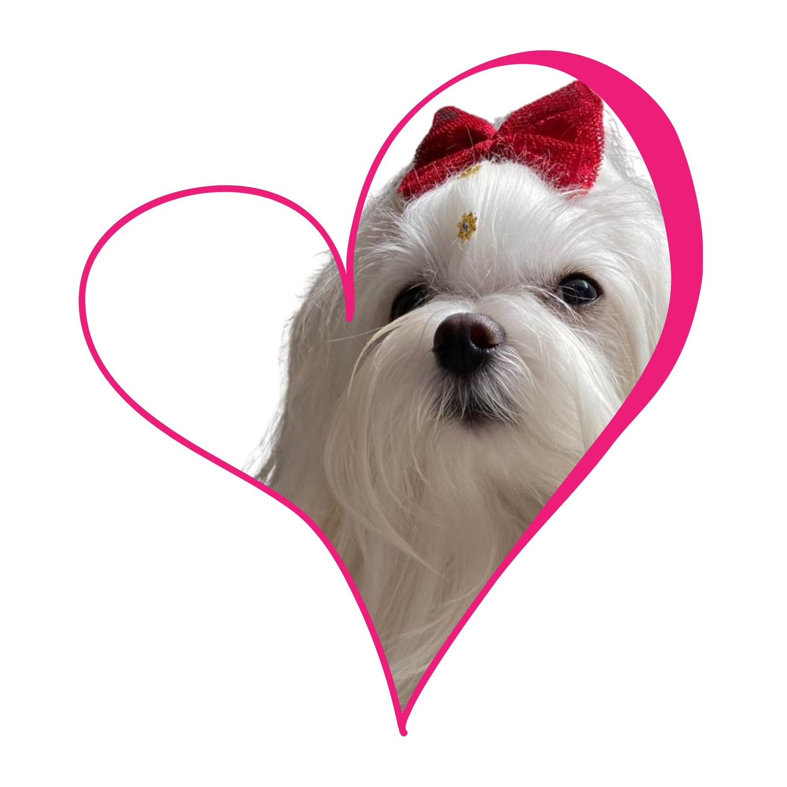 filhote maltes Filhotes de Maltês